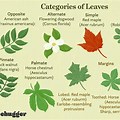Common Leaves in California