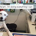 Crazy Work Dog Meme