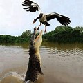 Crocodile Flying Out of the Water