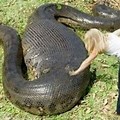 Current Biggest Snake in the World