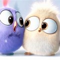 Cute Cartoon Angry Birds