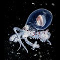 Deep Sea Fined Octopus
