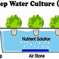 Deep Water Culture Hydroponic Systems