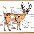 Deer Anatomy Diagram