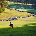 Deer at Golf Course