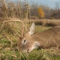 EHD in Deer En Español