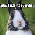 Easter Friday Cat Memes