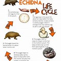 Echidna Life Cycle