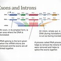 Exons and Introns Functions