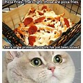 Fat Cat Pizza Memes