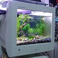 Fish Tank in Computer Monitor
