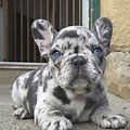 Fluffy Frenchie Pups