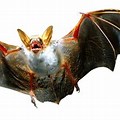 Fly Bat in White Background