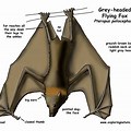 Flying Fox Bat Diagram