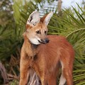 Fox Dog with Deer Legs