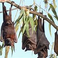 Fruit Bat Katherine NT