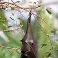 Fruit Bat Wing Tree