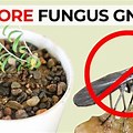 Fungus Gnats in Potting Soil