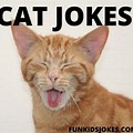 Funny Cat Jokes for Kids