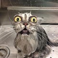 Funny Cat in Bath Paintig