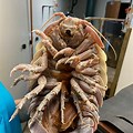 Giant Big Sea Isopod
