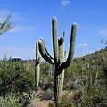 Giant Saguaro Cactus Arizona