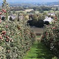 Green Apple Tree Field Pictures