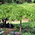 Green Laceleaf Japanese Maple Tree
