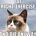 Grumpy Cat Memes Funny Cartoons
