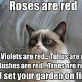 Grumpy Cat Memes Roses Are Red
