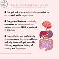 Gut-Brain Axis Cute Pictures