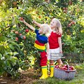 Happy Children Picking Fruit