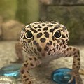 Henlo Leopard Gecko