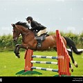 Horse Jumping Adobe Stock