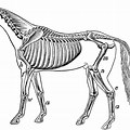 Horse Skeleton Anatomy Clip Art