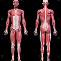 Human Anatomy Front View
