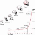 Human Skull Evolution Timeline