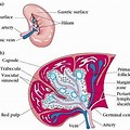 Image of Blood Vessels of Spleen Anatomy