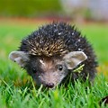 Indian Long-Eared Hedgehog