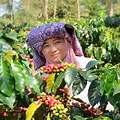 Indonesian Coffee Farmers