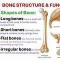 Internal Structure of Short Bones