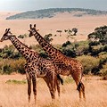 Kenya Safari Giraffe