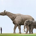 Largest Mammal That Ever Lived