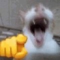 Laughing Cat with Hand Emoji Meme