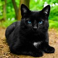 Male Black Cat Blue Eyes
