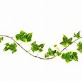 Maple Leaf Vine Clip Art