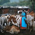 Masai Tribe Kenya Animals
