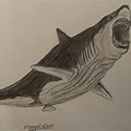 Meg Shark Drawing