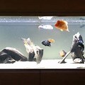 Midas Cichlid Aquarium Setup
