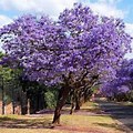 Mimosa Tree with Purple Flowers